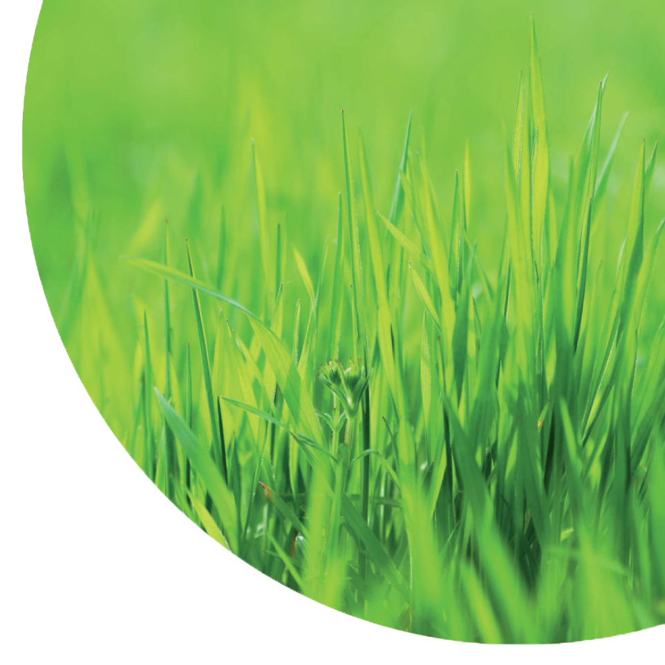 Graspapier ist nachhaltig und reduziert CO2-Emissionen